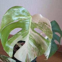 観葉植物斑入りの画像