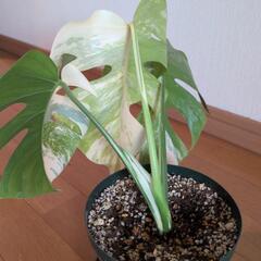 観葉植物斑入りの画像