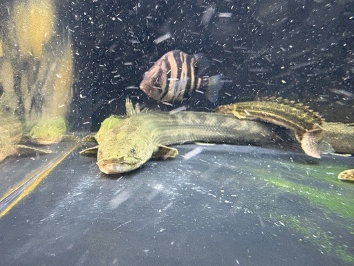 チャドビキール、カミハタビキールセット