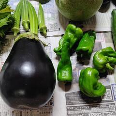 お野菜８点の画像