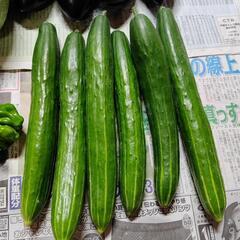お野菜８点の画像
