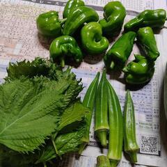 お野菜８点の画像