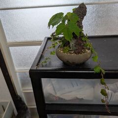 ツタの盆栽2(写真を更新しました)