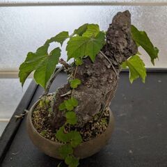 ツタの盆栽2(写真を更新しました)の画像