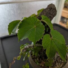 ツタの盆栽2(写真を更新しました)の画像
