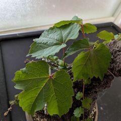 ツタの盆栽2(写真を更新しました)の画像