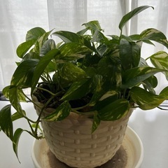 ポトスの画像