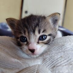生後1ヶ月、甘えん坊な男の子