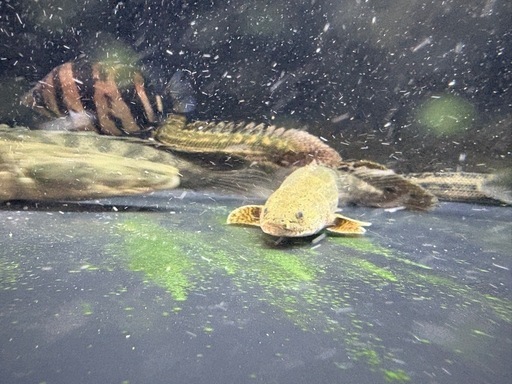 カミハタビキール4匹セット！