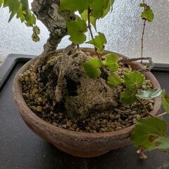 ツタの盆栽1(写真を更新しました)の画像