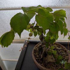 ツタの盆栽1(写真を更新しました)の画像
