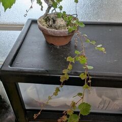 ツタの盆栽1(写真を更新しました)の画像