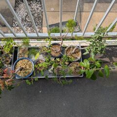 可愛らしいミニ盆栽(写真を更新しました)の画像