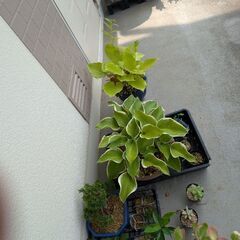 可愛らしいミニ盆栽(写真を更新しました)の画像