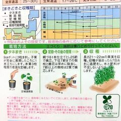 野菜苗　キュウリ「VR夏すずみ」　２ポットの画像