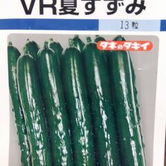 野菜苗　キュウリ「VR夏すずみ」　２ポットの画像