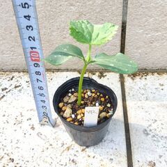 野菜苗　キュウリ「VR夏すずみ」　２ポットの画像