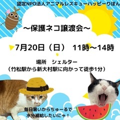 7月　保護ネコ譲渡会
