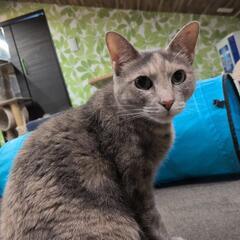 ねこちゃんの里親募集です✨️