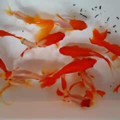 金魚（琉金。和金）の画像