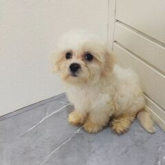 マルチーズ男の子