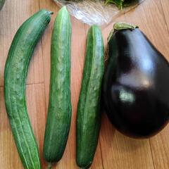 お野菜５点の画像