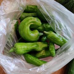 お野菜５点の画像