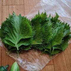 お野菜５点の画像