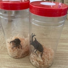 カブトムシ　ペアの画像