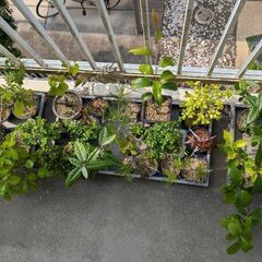可愛らしいミニ盆栽(写真を更新しました)の画像