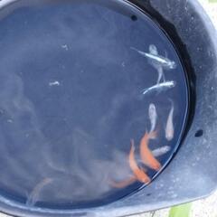 【商談中】メダカ成魚ミックス10匹の画像