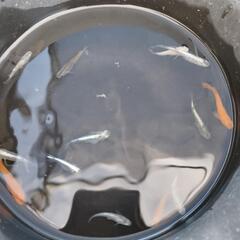メダカ成魚ミックス10匹