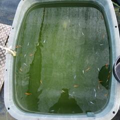 【商談中】メダカ成魚ミックス10匹の画像