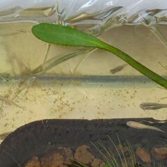 ヒカリ系改良めだか　ミックス稚魚②の画像
