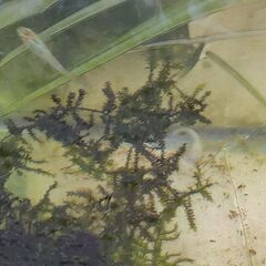 ヒカリ系改良めだか　ミックス稚魚②の画像