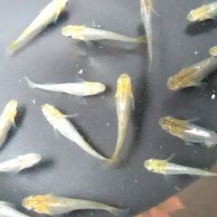 ヒカリ系改良めだか　ミックス稚魚②の画像