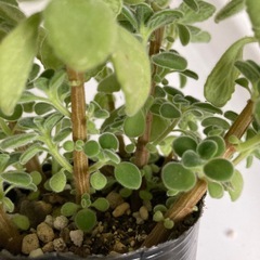 【お取引き中】アロマティカス3　　　の画像