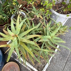 観葉植物　鉢植えの画像