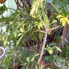 観葉植物　鉢植えの画像