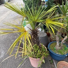 観葉植物　鉢植え