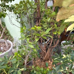 観葉植物　鉢植えの画像