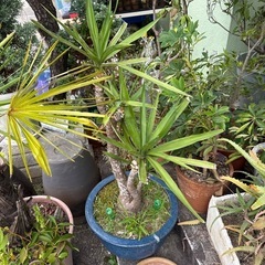 観葉植物　鉢植えの画像