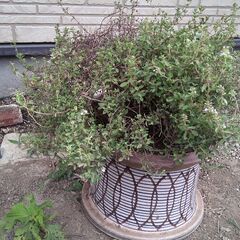 鉢植え　　観葉植物の画像