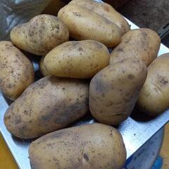 【メークイン】じゃがいも🥔の画像