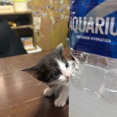 6月産まれの子猫です！