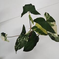シンゴニウム（鉢入り）の画像