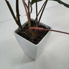 シンゴニウム（鉢入り）の画像