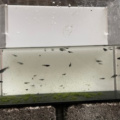 オロチの画像