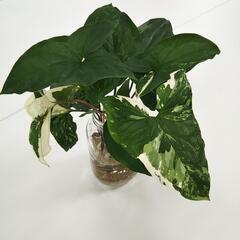 シンゴニウムの画像