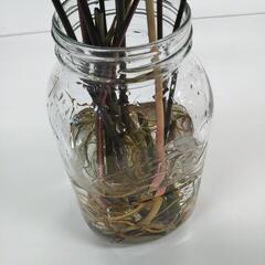 シンゴニウムの画像